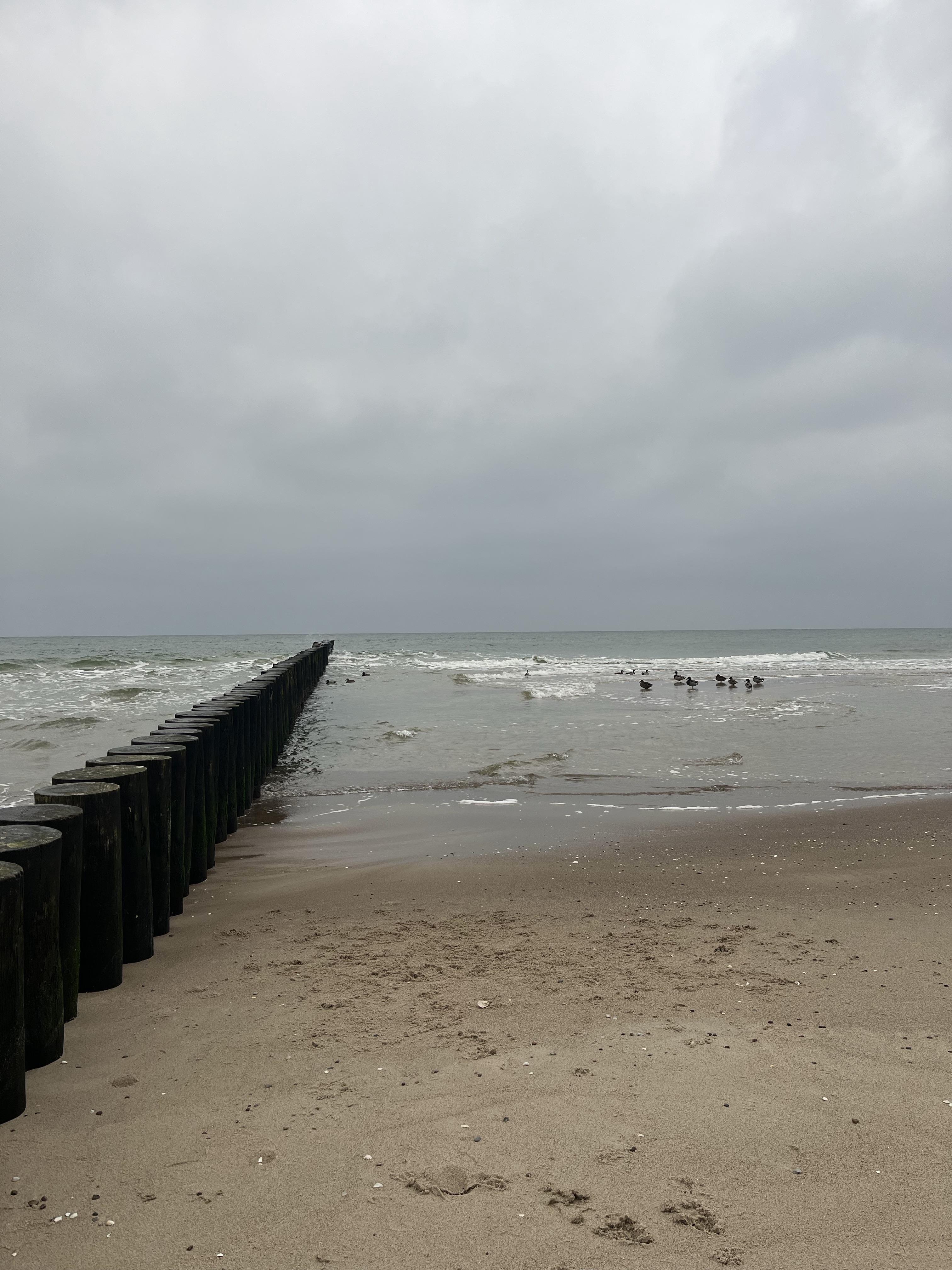 Nature  Baltic Coast _JUST BIRDS.jpeg